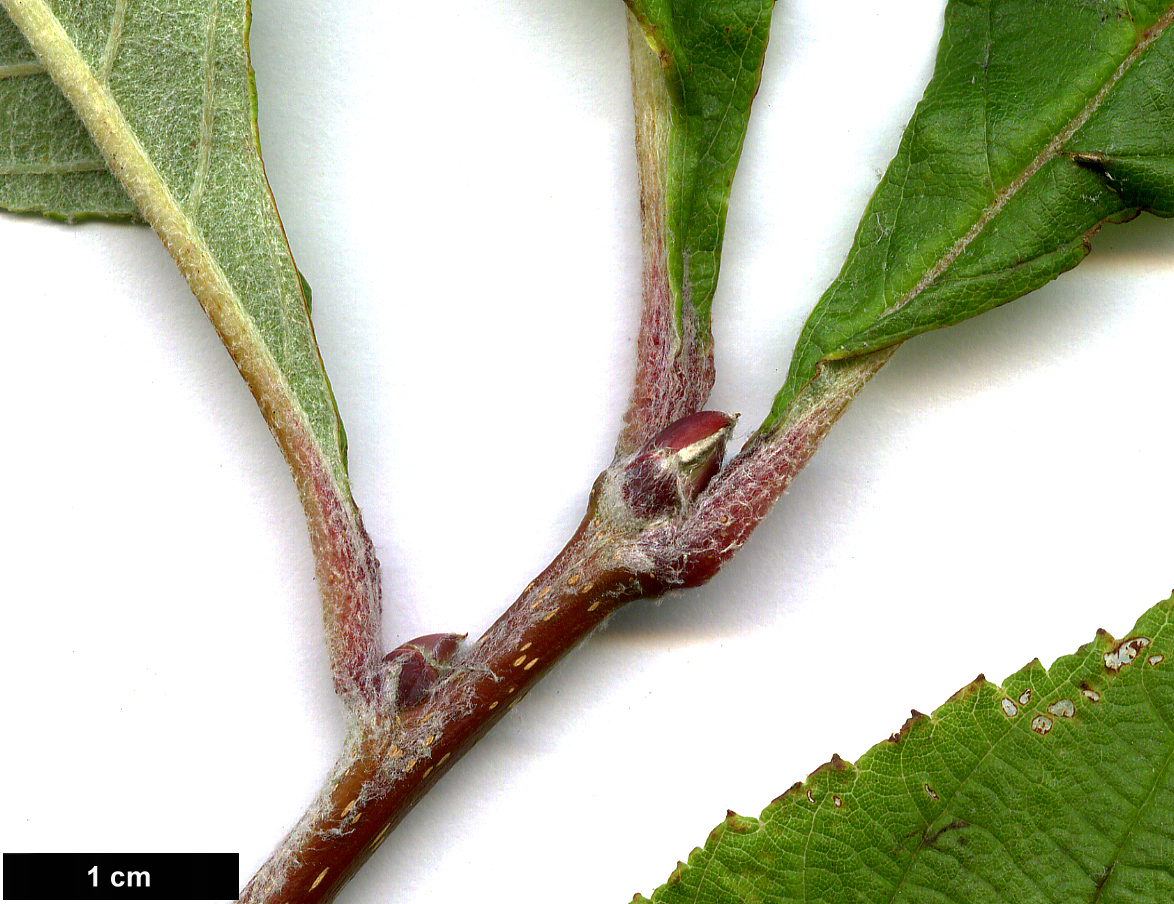 High resolution image: Family: Rosaceae - Genus: Sorbus - Taxon: hemsleyi